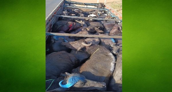 मवेशियों के साथ नशीली दवा की तस्करी