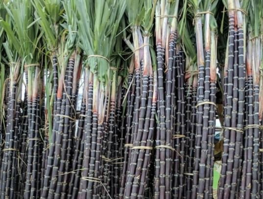 गन्ना का एमएसपी 355 रुपए प्रति क्विंटल घोषित