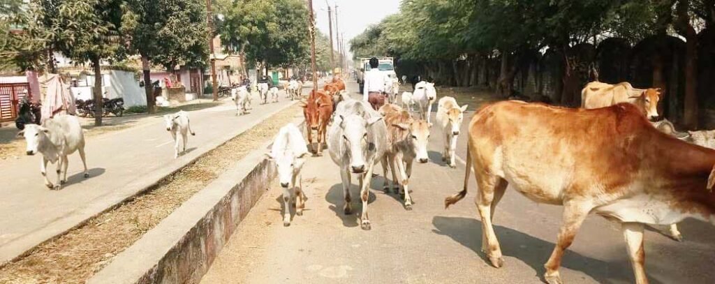 पानी एवं भूंसा-चारा से तरस रहे मवेशी तोड़ रहे दम 