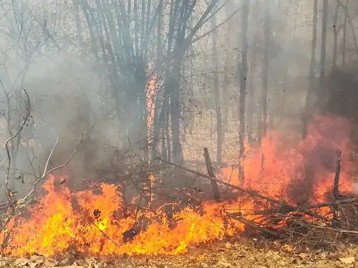 नर्मदापुरम-हरदा मुख्य मार्ग पर सागौन के पेड़ जले