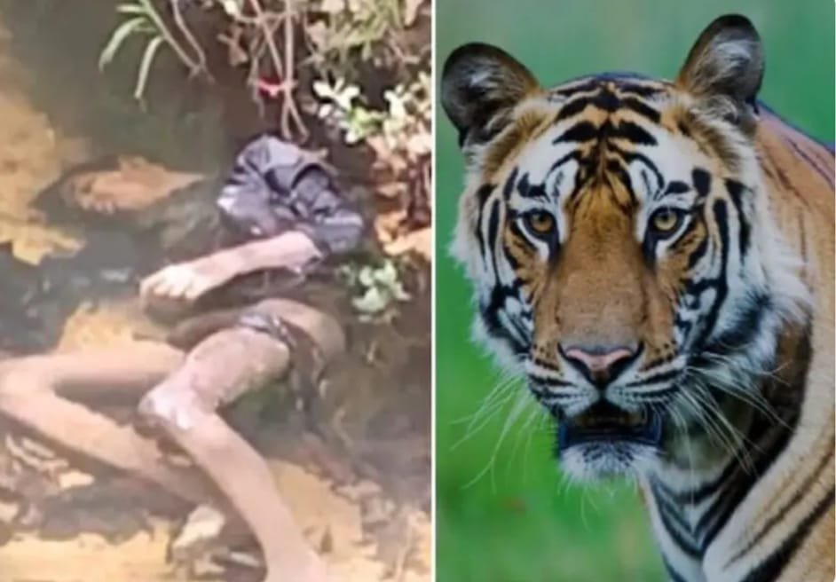 बालक पर बाघ का हमला, जबड़े में दबोचकर ले गया जंगल