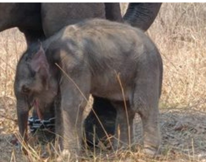 माधव टाइगर रिजर्व में हथिनी लक्ष्मी ने दिया नर बच्चे को जन्म