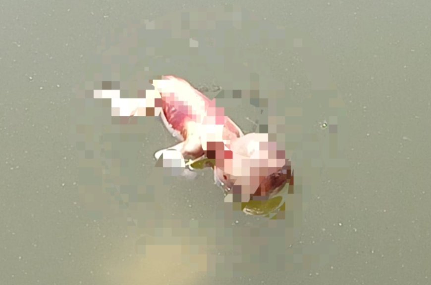 ममता हुई कलंकित: तालाब में मिला भ्रूण