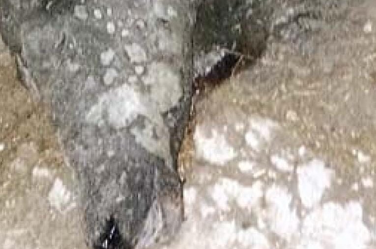 मवेशियों के बाड़े में आग,चार लाख की भैंसें जिंदा जलीं