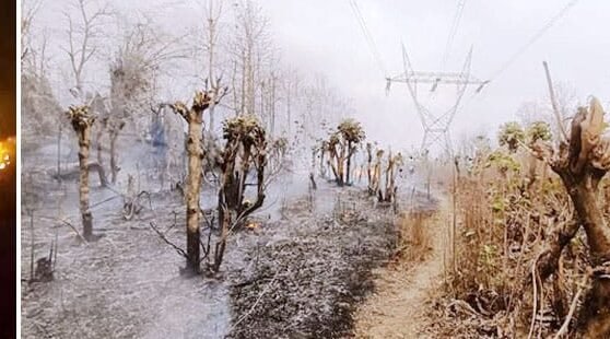 बरगवां रेंज के झुरही जंगल में तीन KM तक फैली आग,पेड़-पौधे जलकर खाक