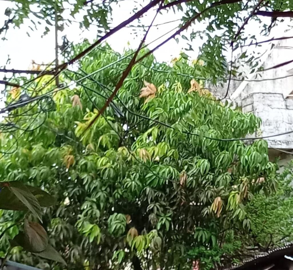 धूलभरी हवाएं चली, गर्जन के साथ बरसे बदरा