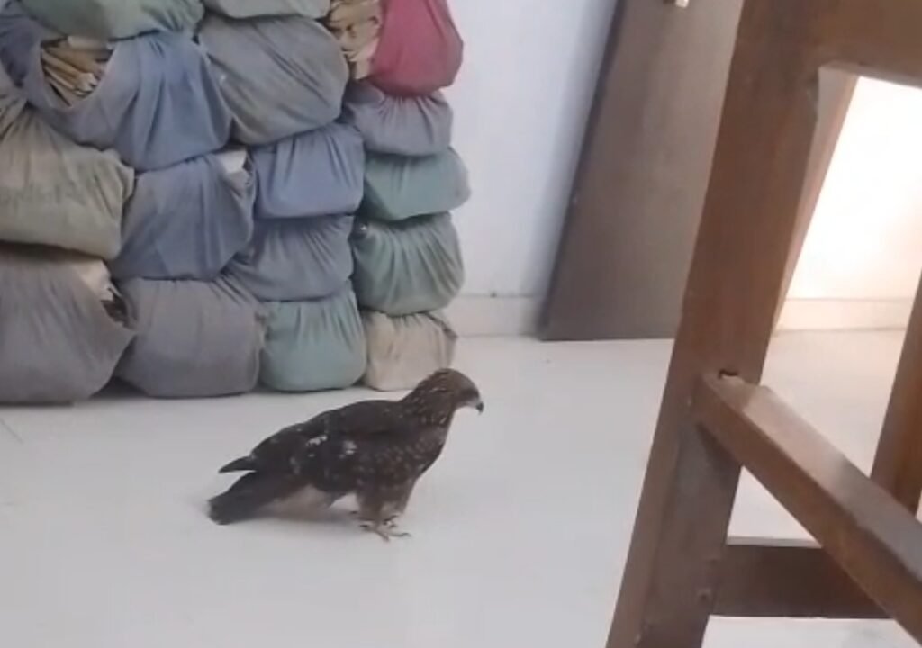 वन कर्मचारियों ने किया बाज का रेस्क्यू