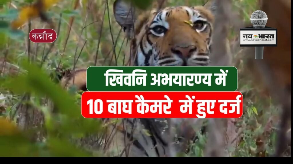 खिवनि अभयारण्य में 10 बाघ कैमरे  में हुए दर्ज