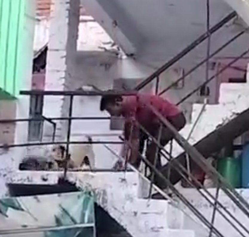 कुत्ते के साथ अमानवीय व्यवहार, लोहे की रॉड से पीटकर ली जान