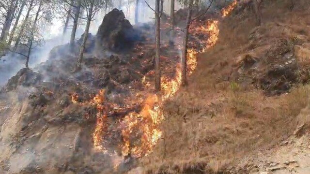 हनुमानताल थाने और जंगल में लगी आग