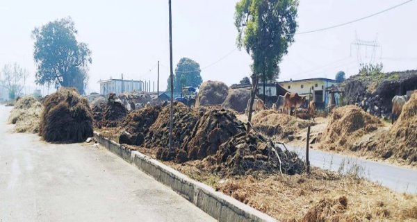 देवसर-बरगवां मार्ग पर रबी फसलों की गहाई के लिए अन्नदाताओं का बेजा कब्जा