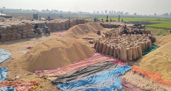 5 मई तक खरीदा जायेगा गेंहू, अब तक 15 हजार मीट्रिक टन खरीदा