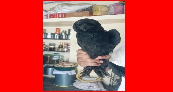 चाइनीज मांझे में फंस गया था कौआ, वन्य प्राणी विशेषज्ञ ने छुड़ाया