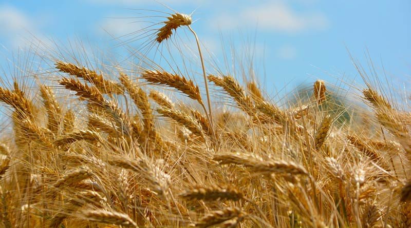 तुअर फसल के उपार्जन के लिए सतना में 4 और मैहर में 2 केन्द्र बनेंगे