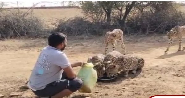 चीता मित्र को चीतों को पानी पिलाना भारी पड़ा, नौकरी गई