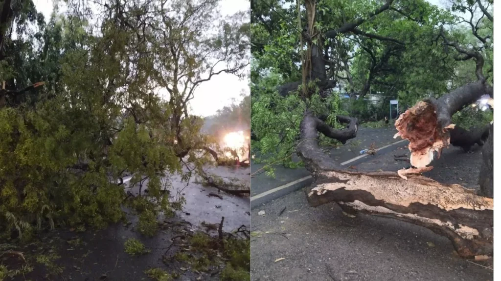 तेज आंधी और बारिश से पानी से जनजीवन अस्त व्यस्त, पेड़ गिरे, बिजली गुल