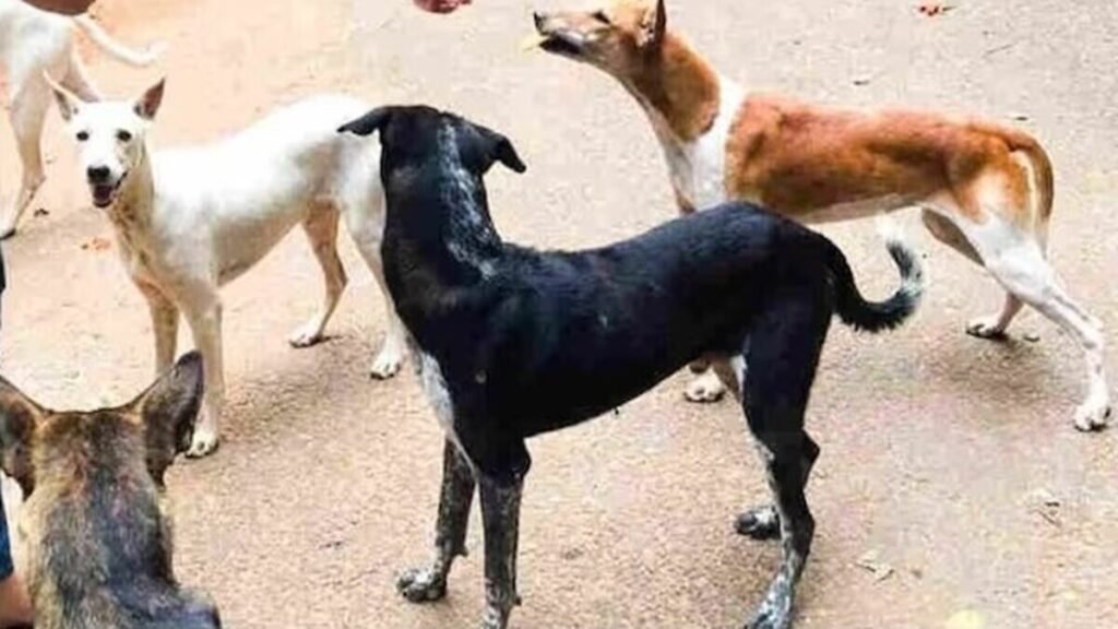 आवारा कुत्ते ने घर में घुसकर किया हमला