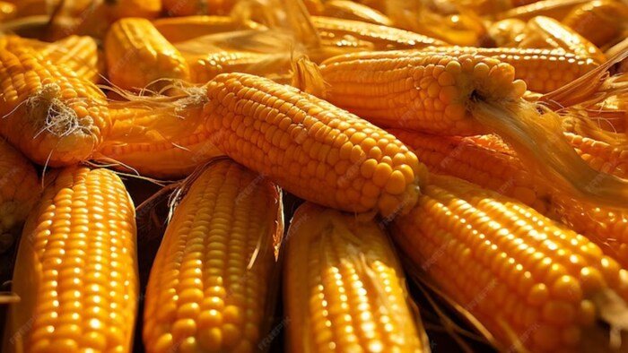 पोस्त दाने के भाव 1.29 लाख रुपए प्रति क्विंटल पार