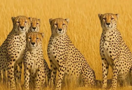 कूनो नेशनल पार्क से निकल पांच चीते शिवपुरी जिले के पोहरी पहुंचे, ग्रामीणों में दहशत