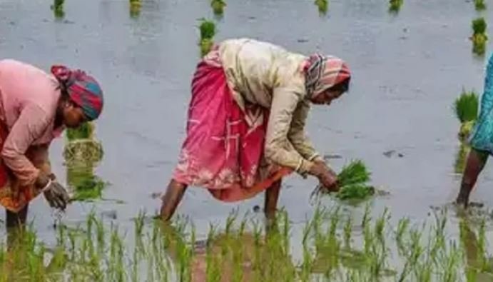 गेहूं की तरह बोएं धान, कम होगी लागत, उपज भी होगी बराबर