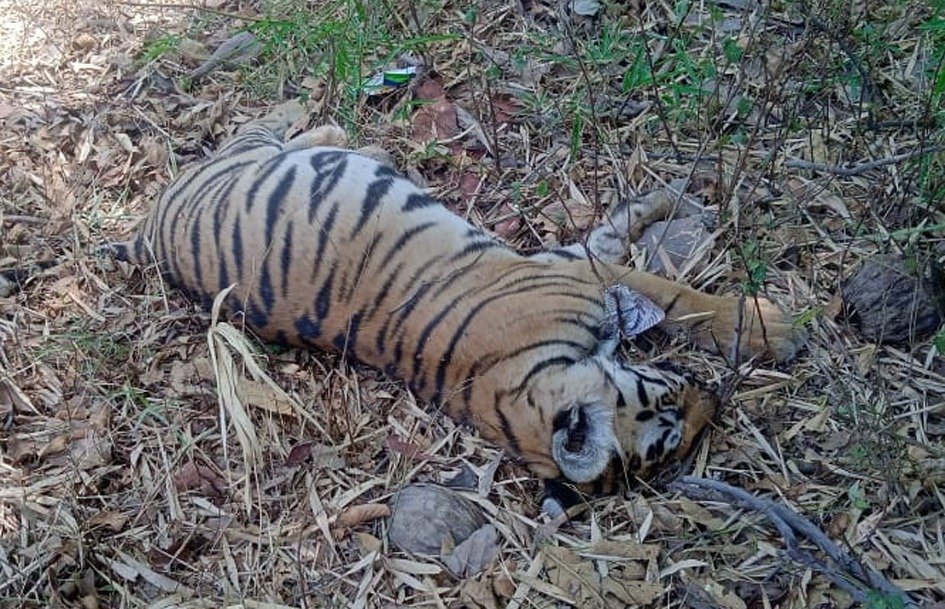 बुधनी वन परिक्षेत्र में फिर बाघ शावक की मौत