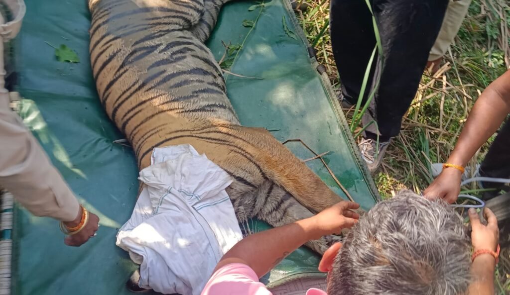 10 घंटे की मशक्कत के बाद बाघ के रेस्क्यू में मिली सफलता