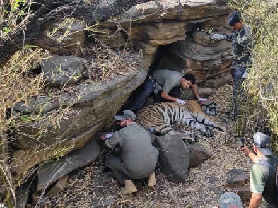 नर बाघ तांडव को किया सैटेलाइट कॉलर से लैस, स्वास्थ्य की होगी निगरानी