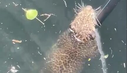 दतोदा में कुएं में गिरा तेंदुआ, एक घंटे में रेस्क्यू कर बाहर निकाला