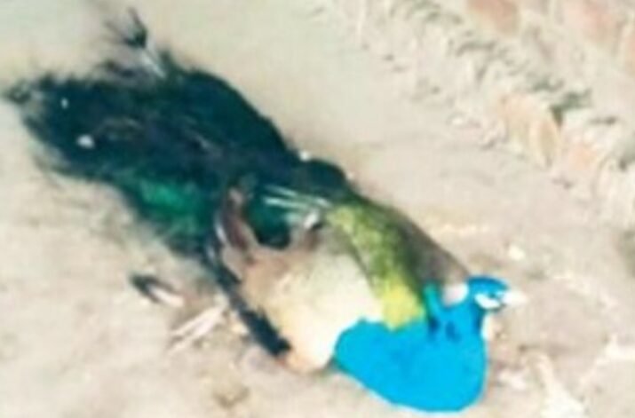 तीन मोर हादसे का शिकार, एक की मौत, दो घायल