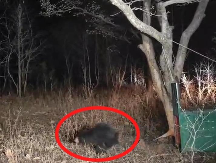 सेमरा मड़िया गांव में घुसा भालू, दो ग्रामीण घायल, रेस्क्यू कर जंगल में छोड़ा गया