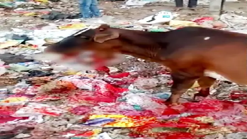 गाय ने बम चबाया, जबड़े के उड़े चीथड़े