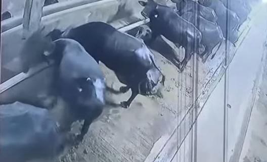 डेरी में भैंस का तांडव: चारा डालने गये बुजुर्ग को रौंदा, मौत