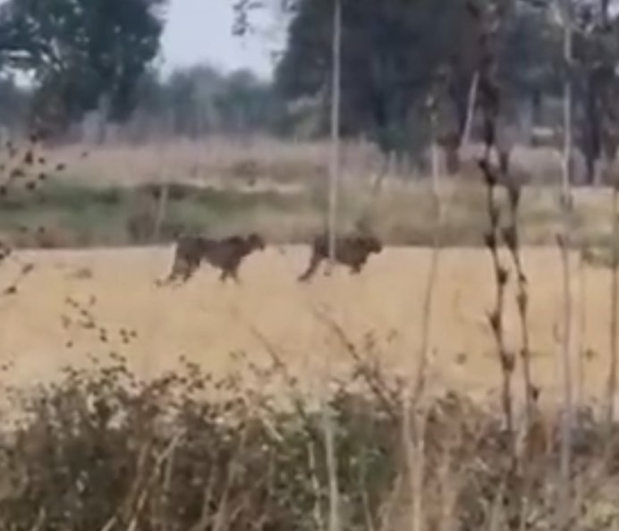 कूनो नेशनल पार्क से शिवपुरी पहुंचा पांच चीतों का झुंड