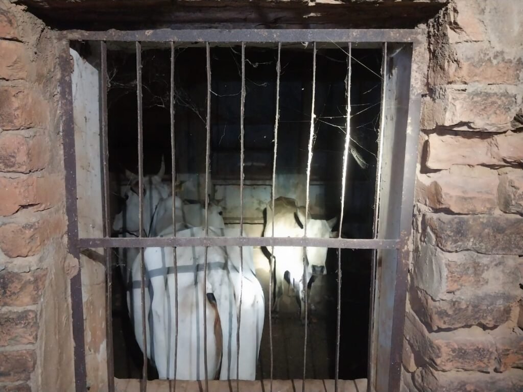 छह दिन से भूख-प्यास से बेहाल था गोवंश, दीवार तोड़कर रेस्क्यू