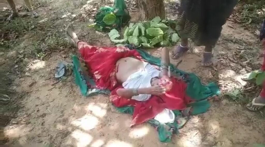 जंगली सुअर ने किया महिला पर हमला, हालत गंभीर