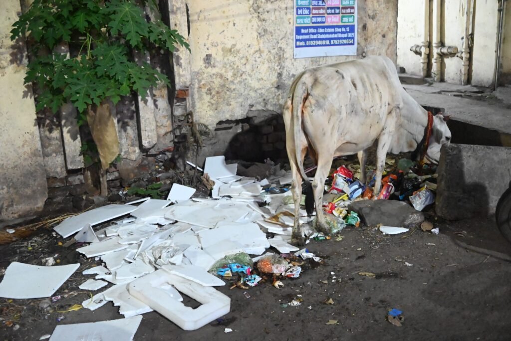 शाहजहांनाबाद गंदगी और आवारा मवेशियों के झुण्ड से राहगीर परेशान