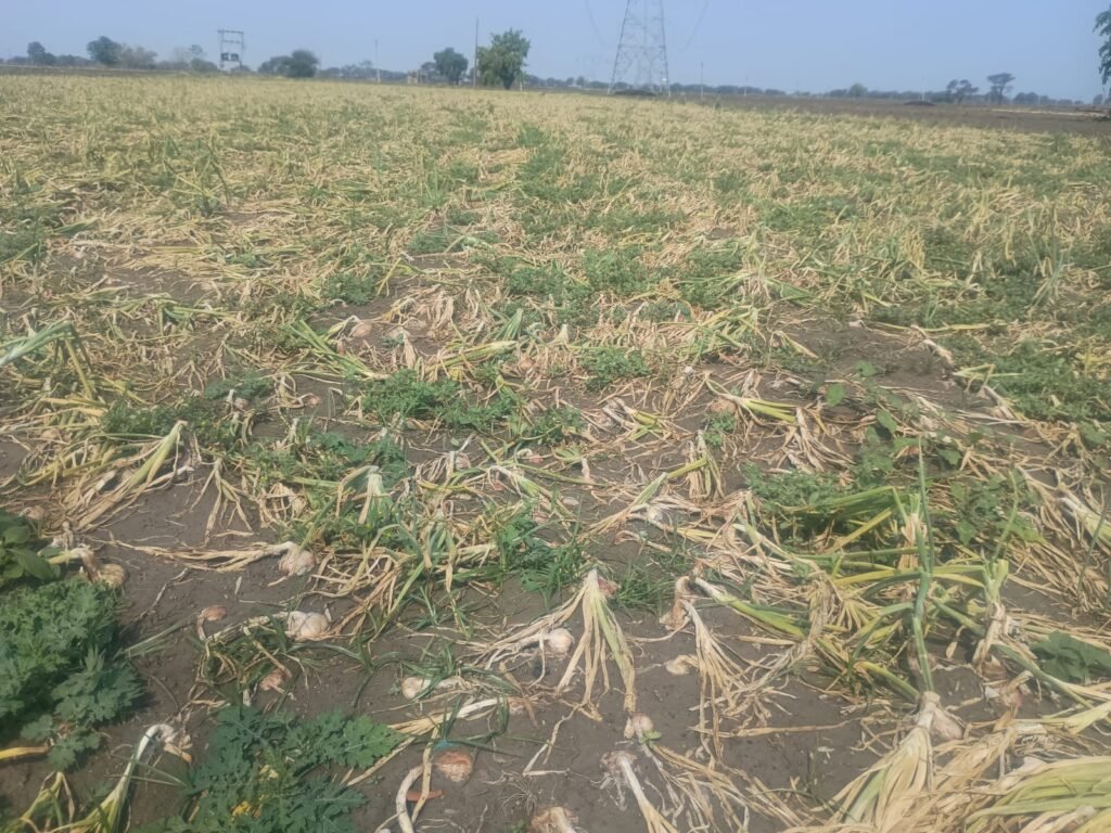 बैमोसम बारिश से खेतों में खड़ी प्याज सड़ने लगी