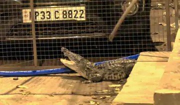 शिवपुरी में आधीरात को 5 फीट का मगरमच्छ सड़कों पर आया