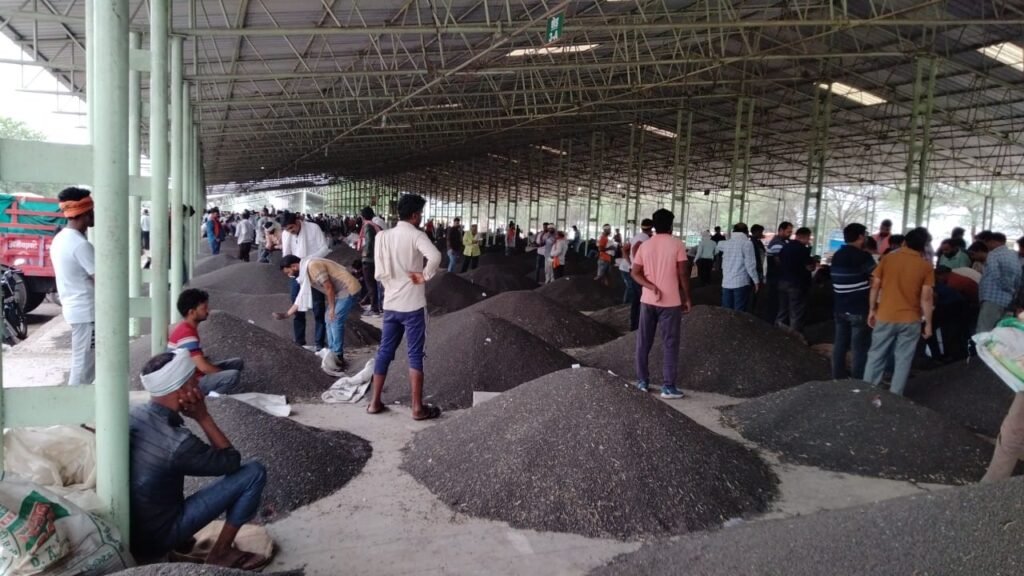 मंडियों में दिखने लगी उड़द की आवक