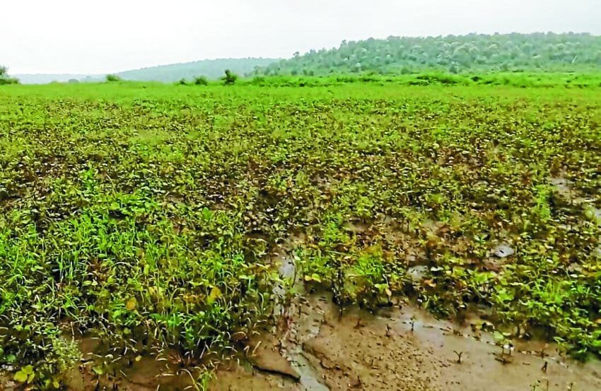कटाई के समय किसानों को हुआ नुकसान