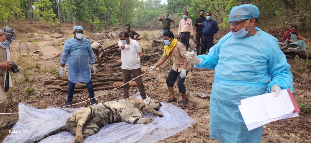 कान्हा टाइगर रिजर्व में बाघिन की मौत, जांच जारी