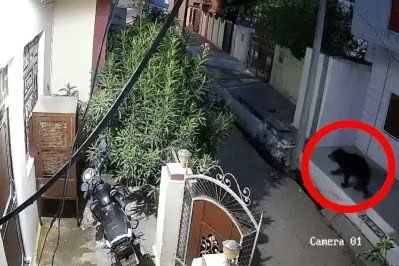 रिहायशी इलाके में भालू के मूवमेंट से दहशत में लोग