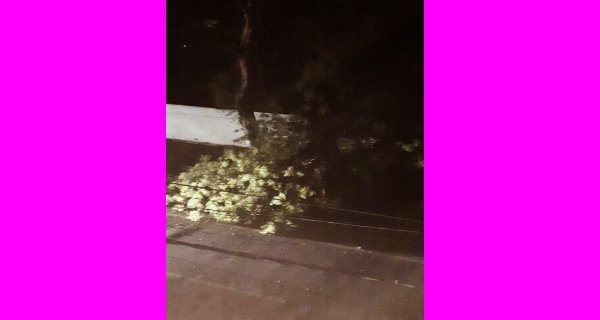 तेज आंधी तूफान के साथ जोरदार बारिश, दर्जनों जगह पेड़ गिरे, रात भर अंधेरे में रहा आधा ग्वालियर