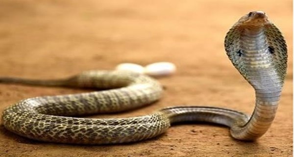 सर्पदंश से महिला की मौत