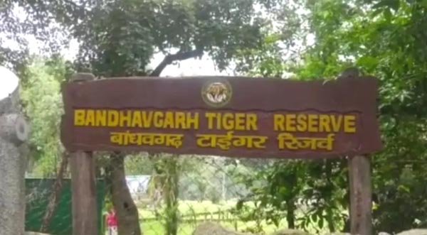 बांधवगढ़ में बुजुर्ग पर्यटक की हार्ट अटैक से मौत