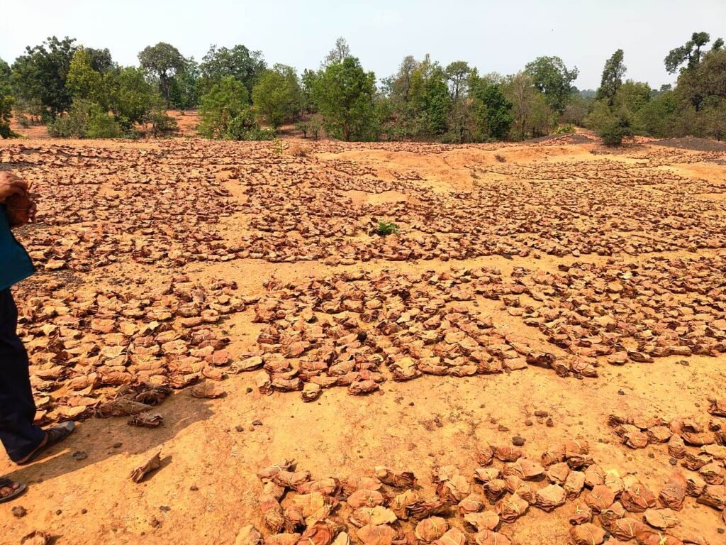 तेंदूपत्ता श्रमिकों का भुगतान अटका,फड़ मुंशियों ने भुगतान की लगाई गुहार