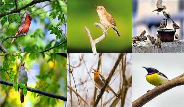 सुबह में पक्षियों के कलरव के रहस्य से पर्दा उठा
