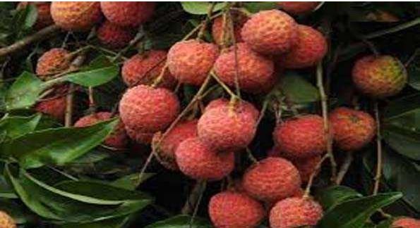 कतर के लिए गुलाब की खुशबू वाली लीची की पहली खेप रवाना