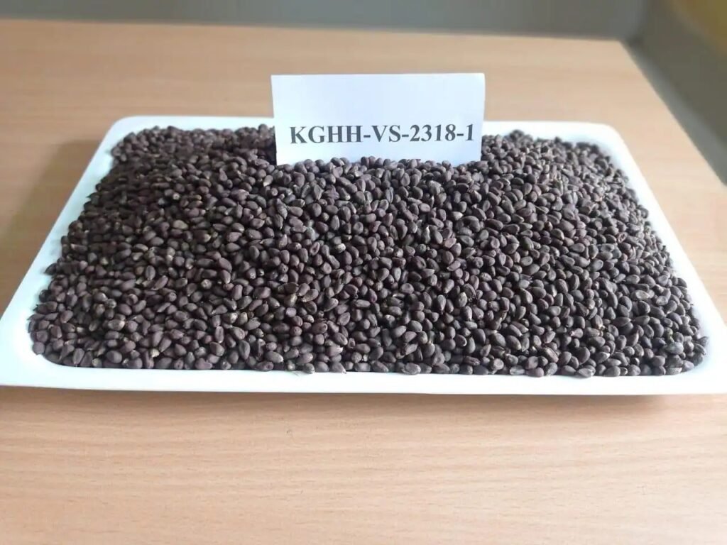 कपास की खेती : ग्वालियर के कृषि वैज्ञानिकों ने जगाई उम्मीद