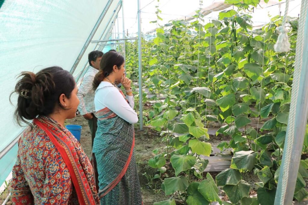 कलेक्टर नेहा मीना ने किया जामली में फसलों व टमाटर प्रसंस्करण इकाइयों का निरीक्षण